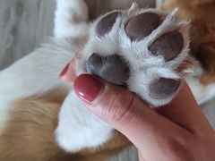 -浣熊柯尔鸭土拨鼠·电玩咖