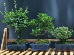 -上海佘山国家森林公园西佘山园