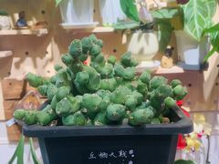 -Rabbit Cafe私房西餐甜点咖啡(栖霞路店)