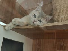 -老吴的猫·猫舍(新区店)