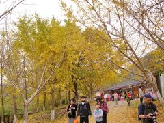-千年银杏谷文化旅游区
