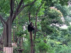 景点-成都大熊猫繁育研究基地