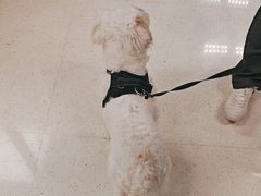 -帕帕拉兹宠物(亚洲旗舰店)