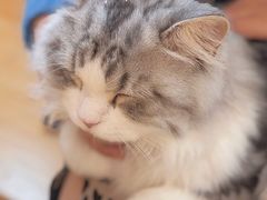-猫腻·猫咖·撸猫馆(星光大道店)