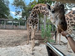 -清迈夜间动物园