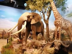 -陕西自然博物馆