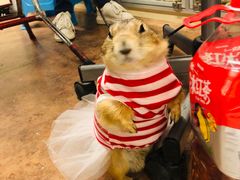 -钓仓鼠(洋桥北里小区店)