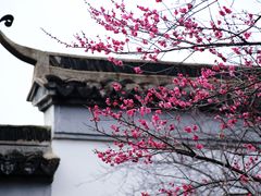 -八大山人梅湖景区