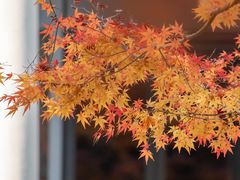 -上海瑞金洲际酒店