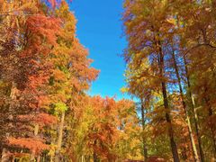 -上海共青森林公园