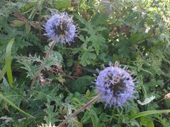 -白草畔自然风景区