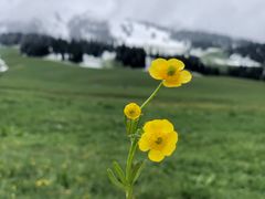 -新疆那拉提国家旅游度假区