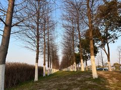 -春花秋色城市公园