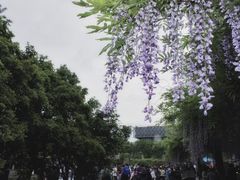 -嘉定紫藤园