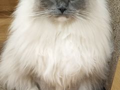 -滚猫咖啡·猫咖·猫友好撸猫(未来城店)