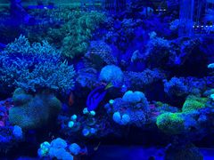 -青石桥花鸟鱼虫市场(叠翠城店)