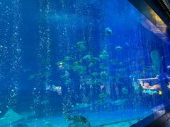 -烟台海昌鲸鲨海洋公园