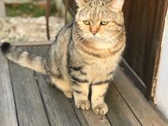 -喵屿·大理花园猫咖