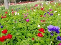 -上海鲜花港