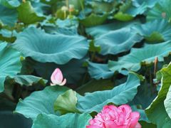 -荷塘月色湿地公园·向阳花洲