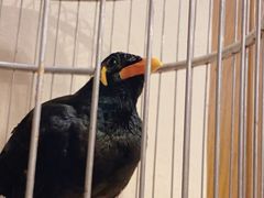 -杭州香格里拉·香宫中餐厅