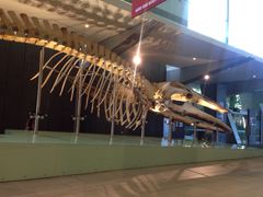 -墨尔本博物馆(Melbourne Museum)