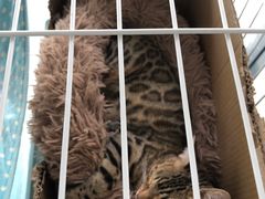 -中农国际动物医院24小时·猫科·骨科·急重症中心