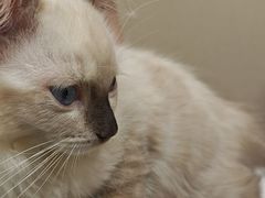 -安安宠医宠物医院·异宠·犬猫内科(岳阳分院)