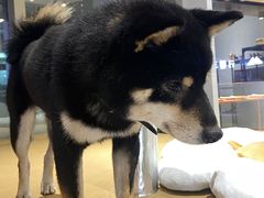 -柴务处·柴犬主题狗咖