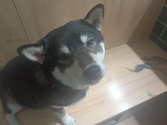 -是阿柴呀！柴犬咖啡·爱喵喵猫咖