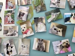 -爱妮康宠物医院·干细胞免疫细胞·肿瘤·心脏(张江店)