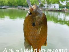 -新怡路亚垂钓园