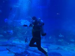 -烟台海昌鲸鲨海洋公园