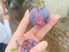 -桃源山庄·水蜜桃采摘·柴火鸡·烧烤团建(龙泉山店)
