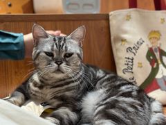 -有猫主题·治愈系猫咖(曾厝垵店)