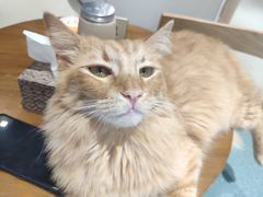 -藏猫猫咖啡主题馆(中央大道店)