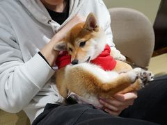 -逗柴咖啡屋·狗咖猫咖宠物桌游