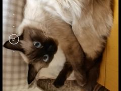 -纳吉亚猫专科动物诊疗中心(蒋宅口分院)