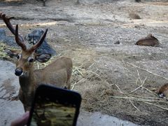 景点-清迈夜间动物园