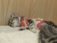 -屋虎猫馆(宝安大仟里店)