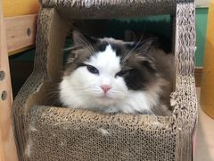 -猫在这儿猫咪咖啡馆·撸猫馆