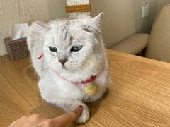 -藏猫猫咖啡主题馆(中央大道店)