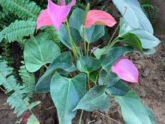 -国家植物园南园