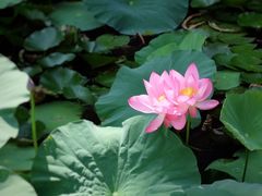 -上海市龙华烈士陵园