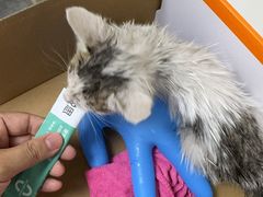 -贝康宠物医院·犬猫全科·小动物特色诊疗中心(东环路店)