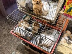 -双季花艺园艺市场(浦东店)