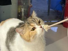 -平行世界·猫咖(首经贸店)