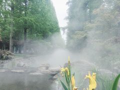 -东平国家森林公园