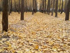 android_upload_pic-汉景帝阳陵博物院