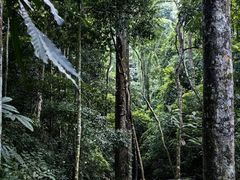 -西双版纳原始森林公园